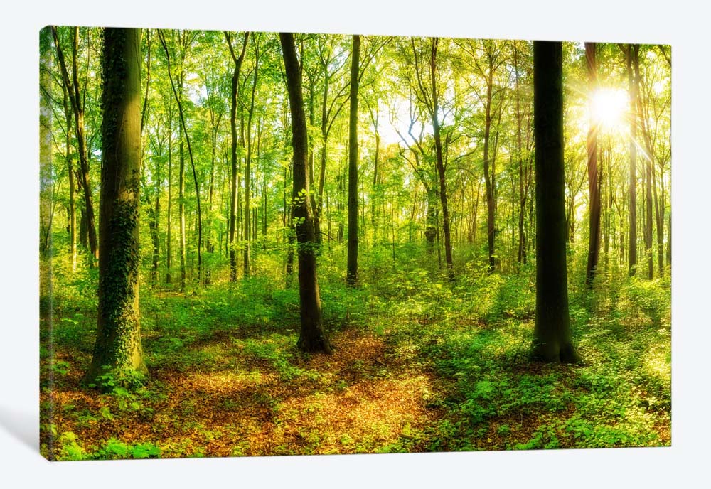 картинка 5D картина «Летний лес» | интернет-магазин фотообоев ARTDECO