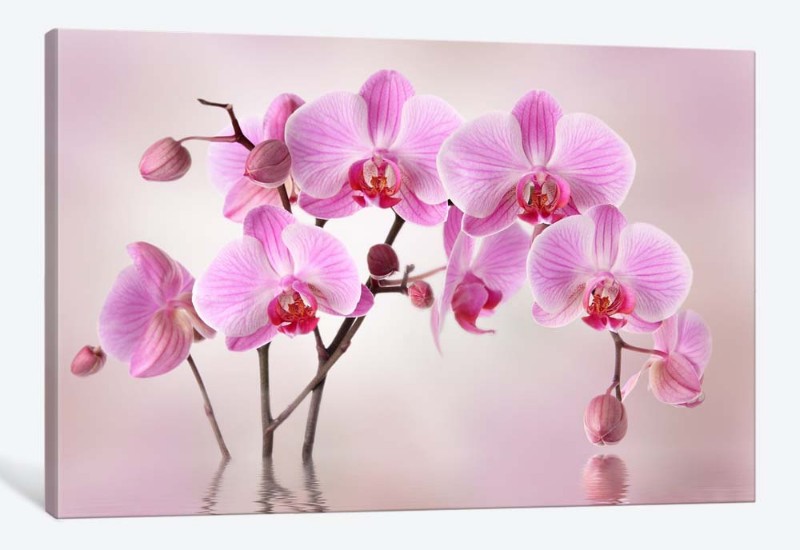 картинка 5D картина  «Розовая орхидея» | интернет-магазин фотообоев ARTDECO
