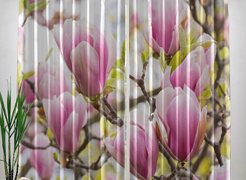 Фотошторы «Бутоны цветущей магнолии»