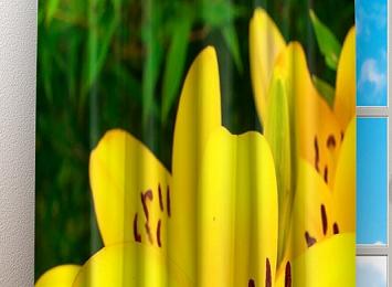 Фотошторы «Яркие желтые лилии »
