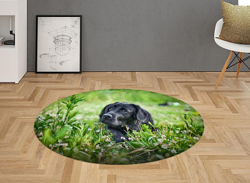 3D Ковер «Собачка в траве»