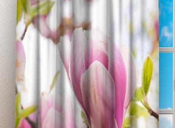 Фотошторы «Бутоны цветущей магнолии»