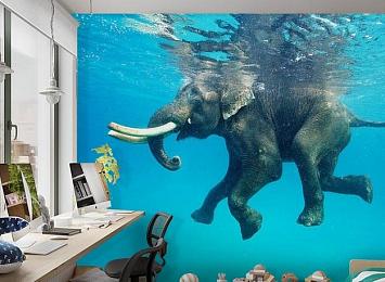 3D Фотообои «Купающийся слон»