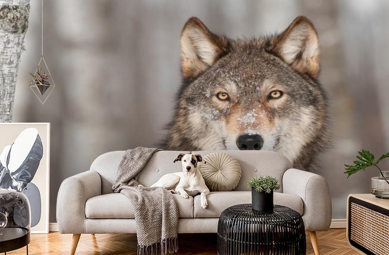 картинка 3D Фотообои «Взгляд волка» | интернет-магазин фотообоев ARTDECO