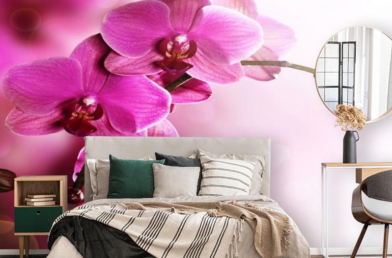 картинка 3D Фотообои «Розовая орхидея на нежном фоне» | интернет-магазин фотообоев ARTDECO