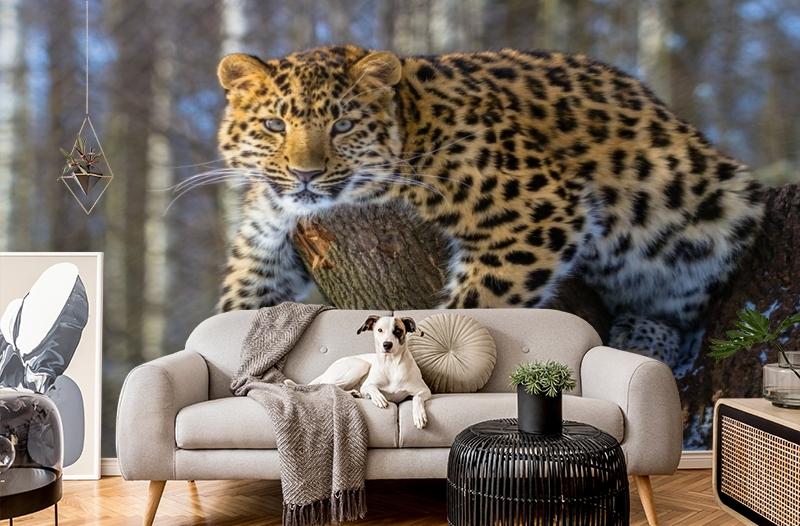 картинка 3D Фотообои «Амурский леопард» | интернет-магазин фотообоев ARTDECO