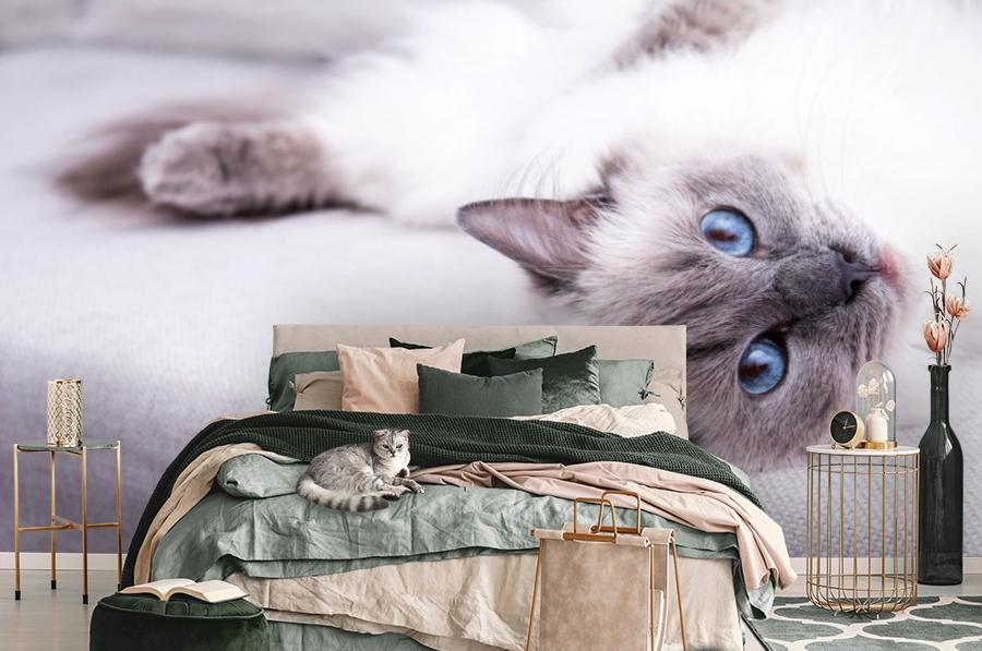 картинка 3D Фотообои «Голубоглазая кошка» | интернет-магазин фотообоев ARTDECO