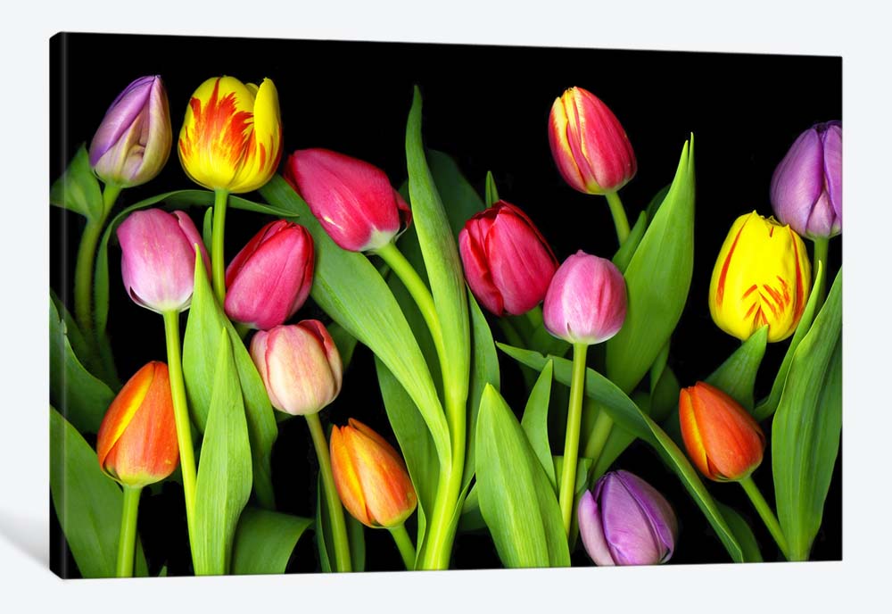 картинка 5D картина «Тюльпаны» | интернет-магазин фотообоев ARTDECO