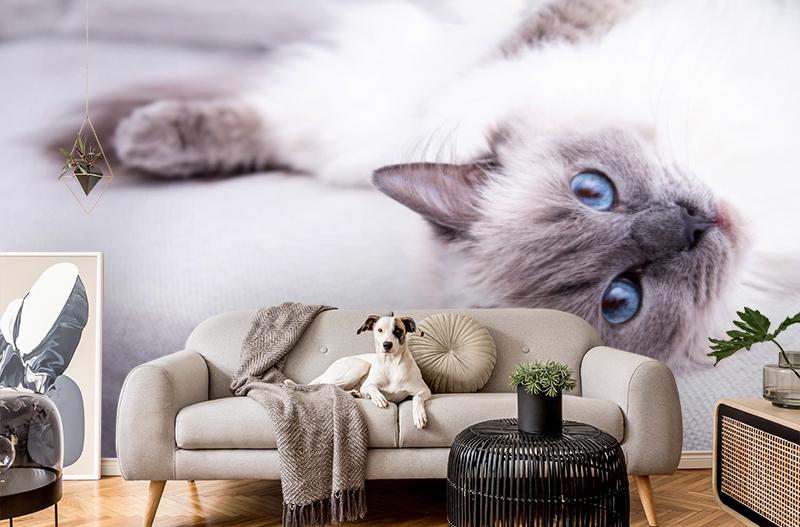 картинка 3D Фотообои «Голубоглазая кошка» | интернет-магазин фотообоев ARTDECO