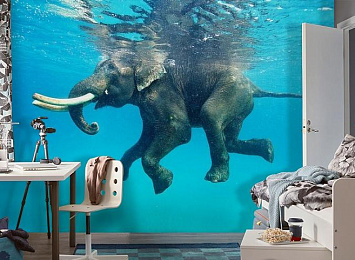 3D Фотообои «Купающийся слон»