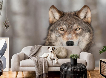 3D Фотообои «Взгляд волка»