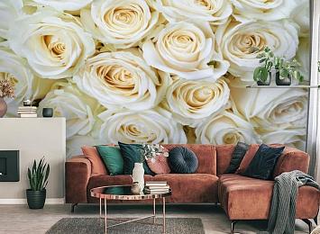 3D Фотообои «Нежные кремовые розы»