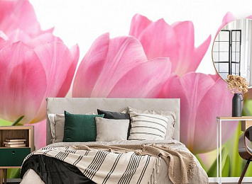 3D Фотообои «Крупные розовые тюльпаны»