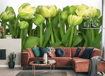 3D Фотообои «Салатовые тюльпаны»
