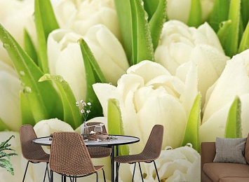 3D Фотообои «Белые тюльпаны»