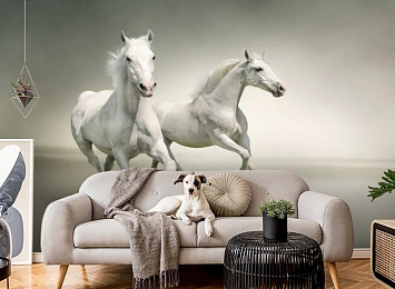 3D Фотообои «Белые лошади на сером фоне»