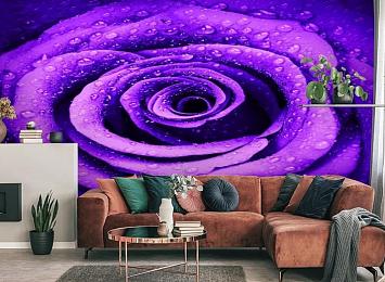 3D Фотообои «Фиолетовая роза с каплями»