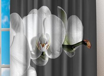 Фотошторы «Белая орхидея на сером фоне»