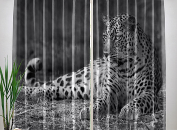Фотошторы «Черно белый леопард»