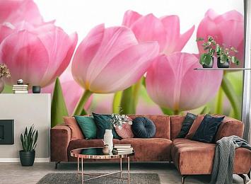 3D Фотообои «Крупные розовые тюльпаны»