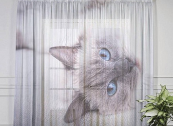 Оконный 3D тюль "Голубоглазая кошка"