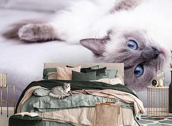 3D Фотообои «Голубоглазая кошка»