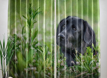 Фотошторы «Собачка в траве»