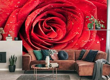 3D Фотообои «Красная роза»