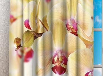 Фотошторы «Желтая орхидея»