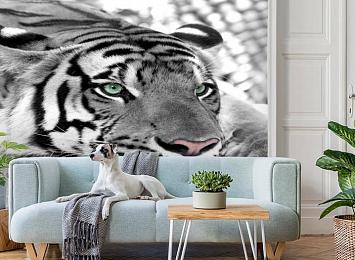 3D Фотообои «Тигр черно-белые»