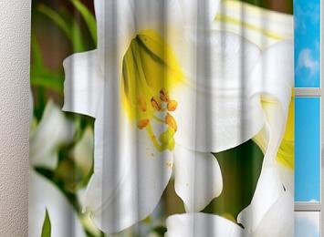 Фотошторы «Белые лилии»