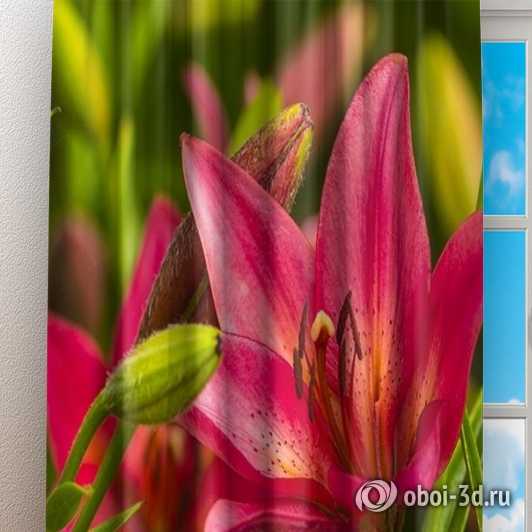 картинка Фотошторы «Клумба розовых лилий» | интернет-магазин фотообоев ARTDECO