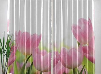 Фотошторы «Нежные розовые тюльпаны»